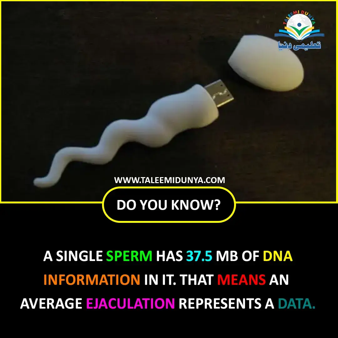 Sperm Ejaculations